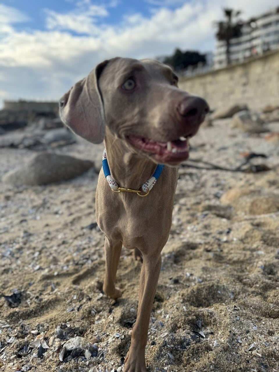 Polar Sky Flecked Collar