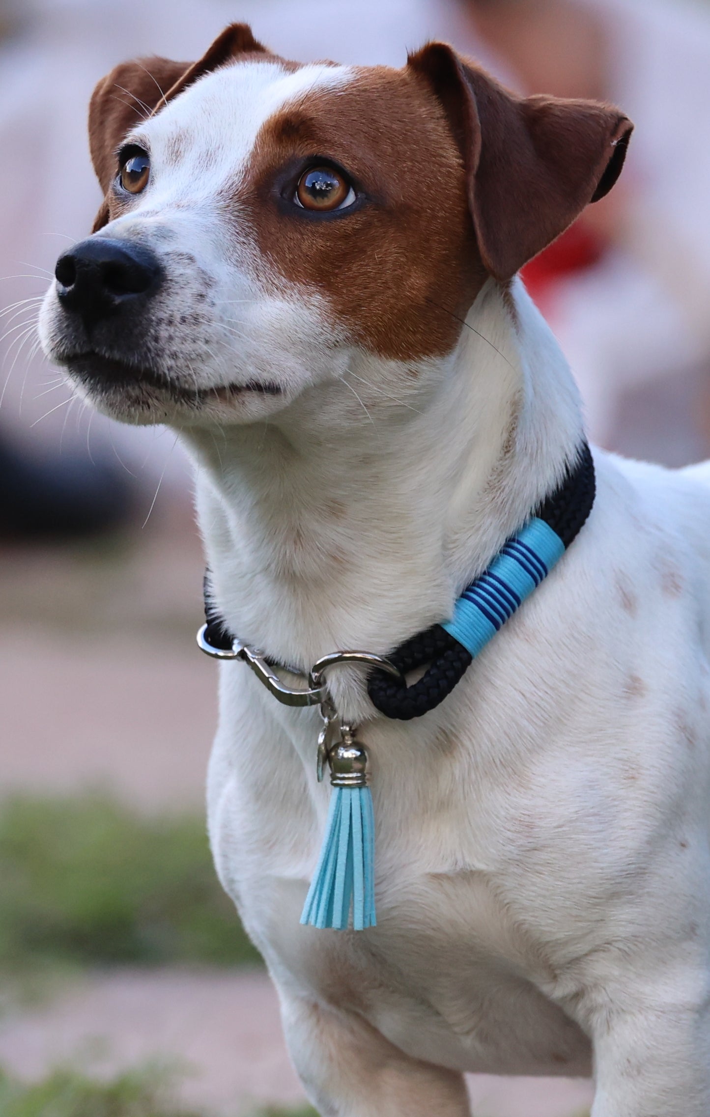 Azure Majesty Collar