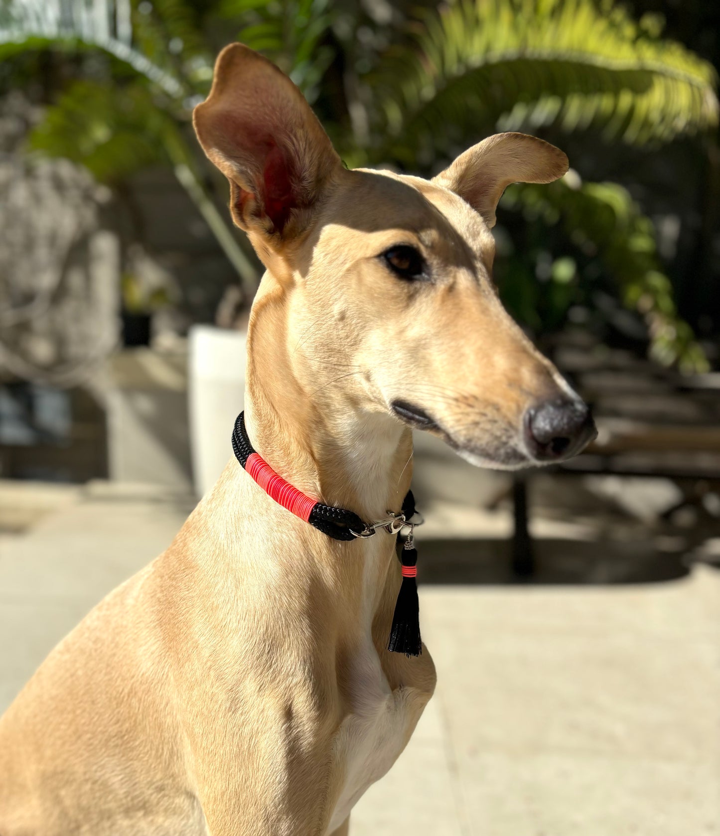 Sunset Tails Collar