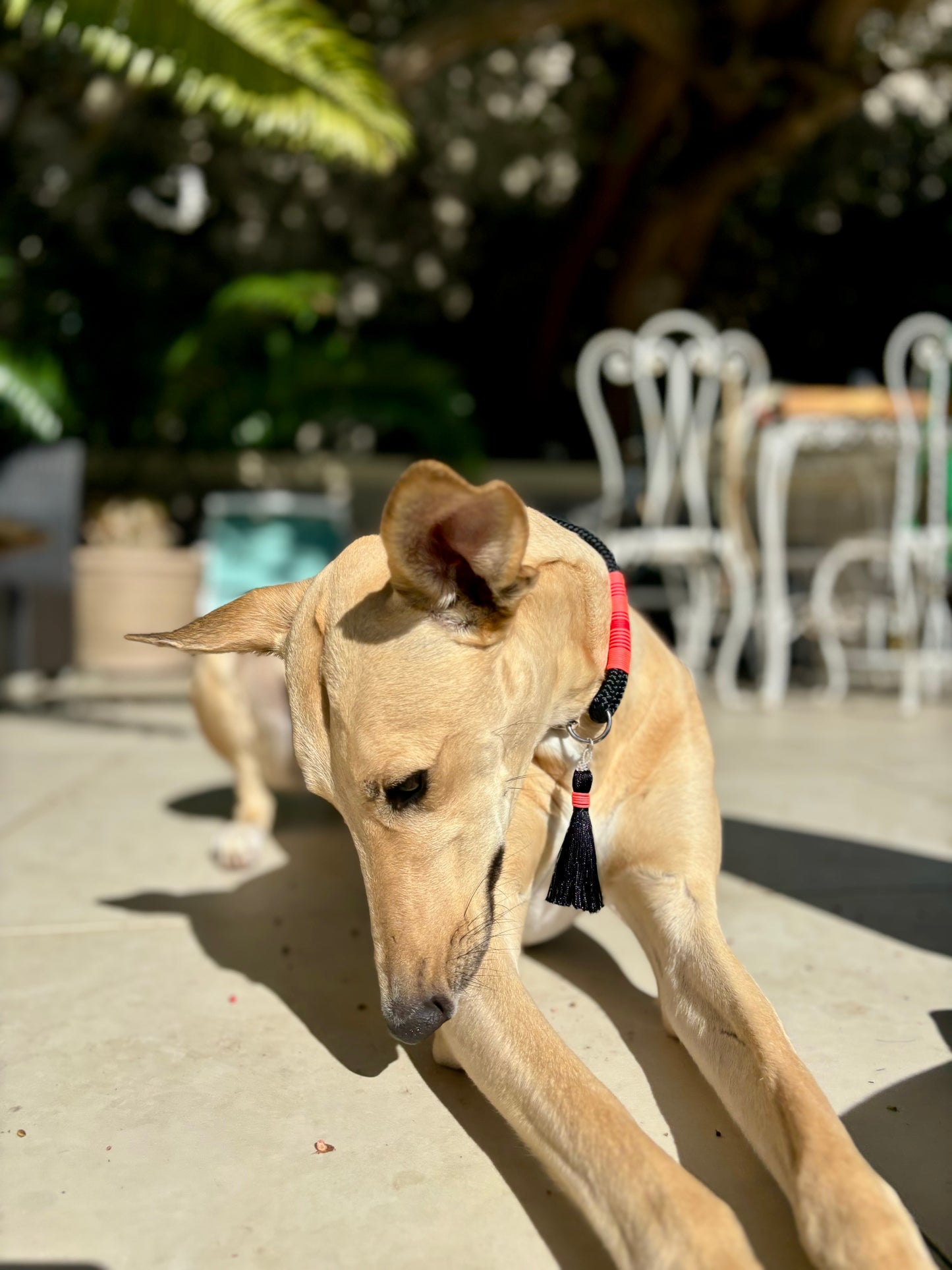 Sunset Tails Collar