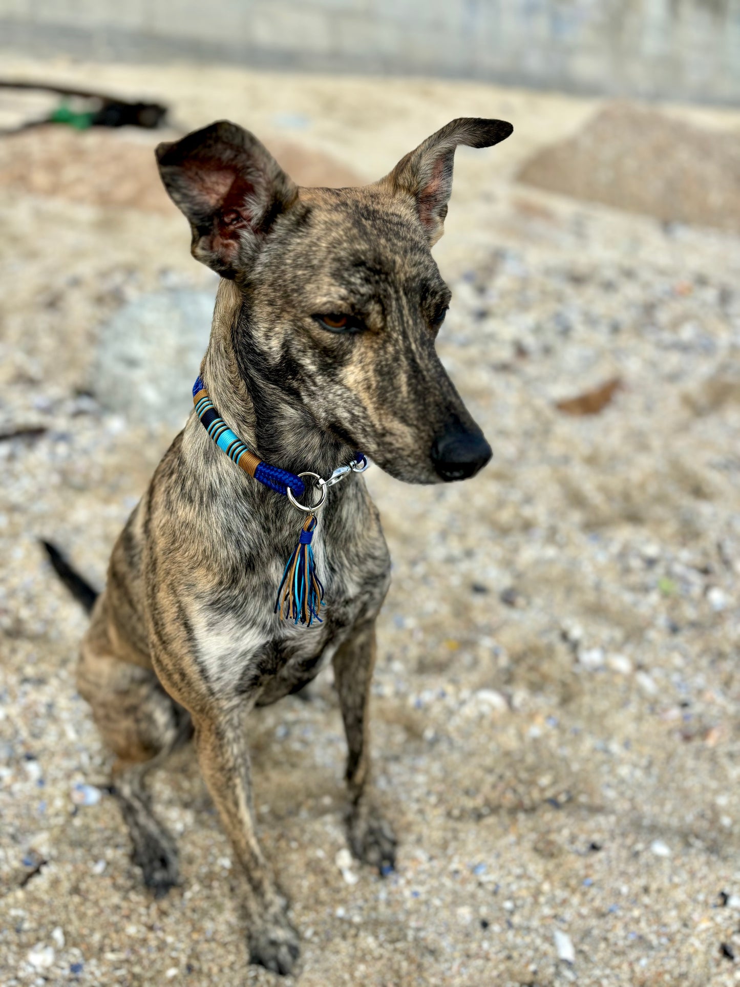 Azure Majesty Collar
