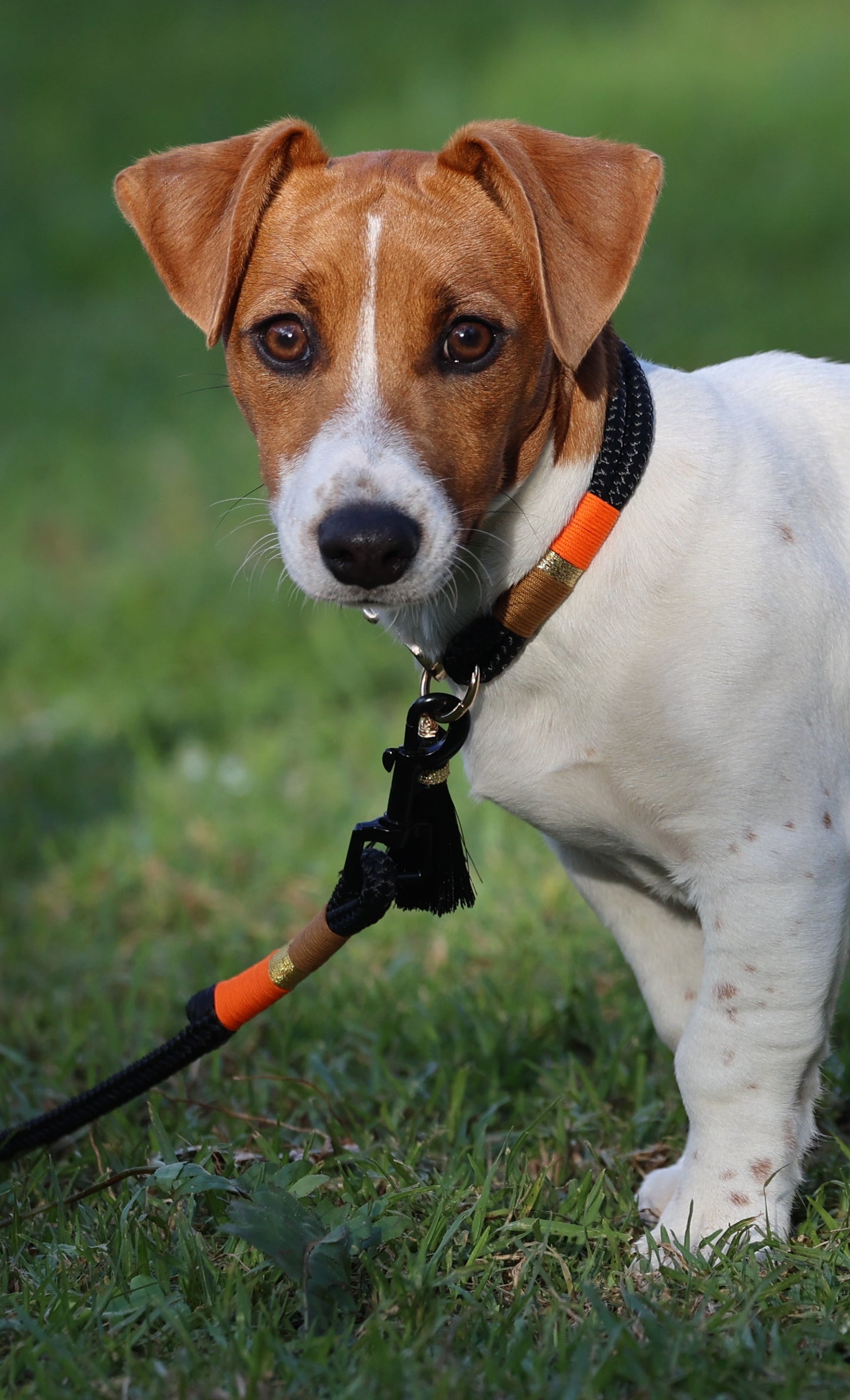 Autumn Hues Leash