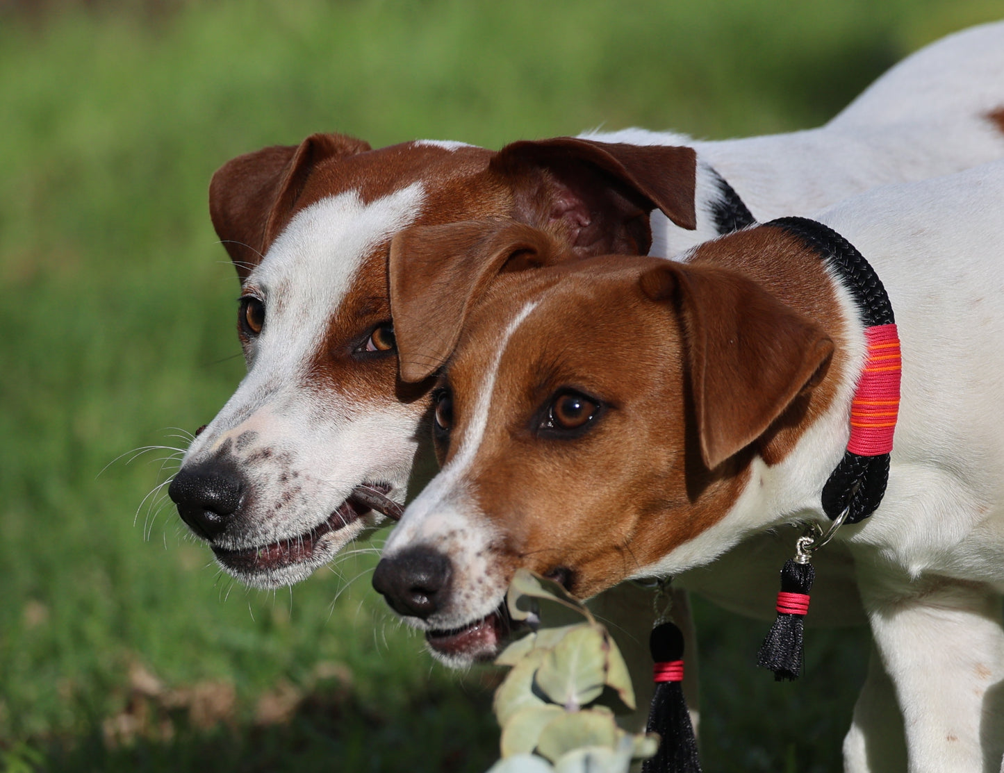 Sunset Tails Collar