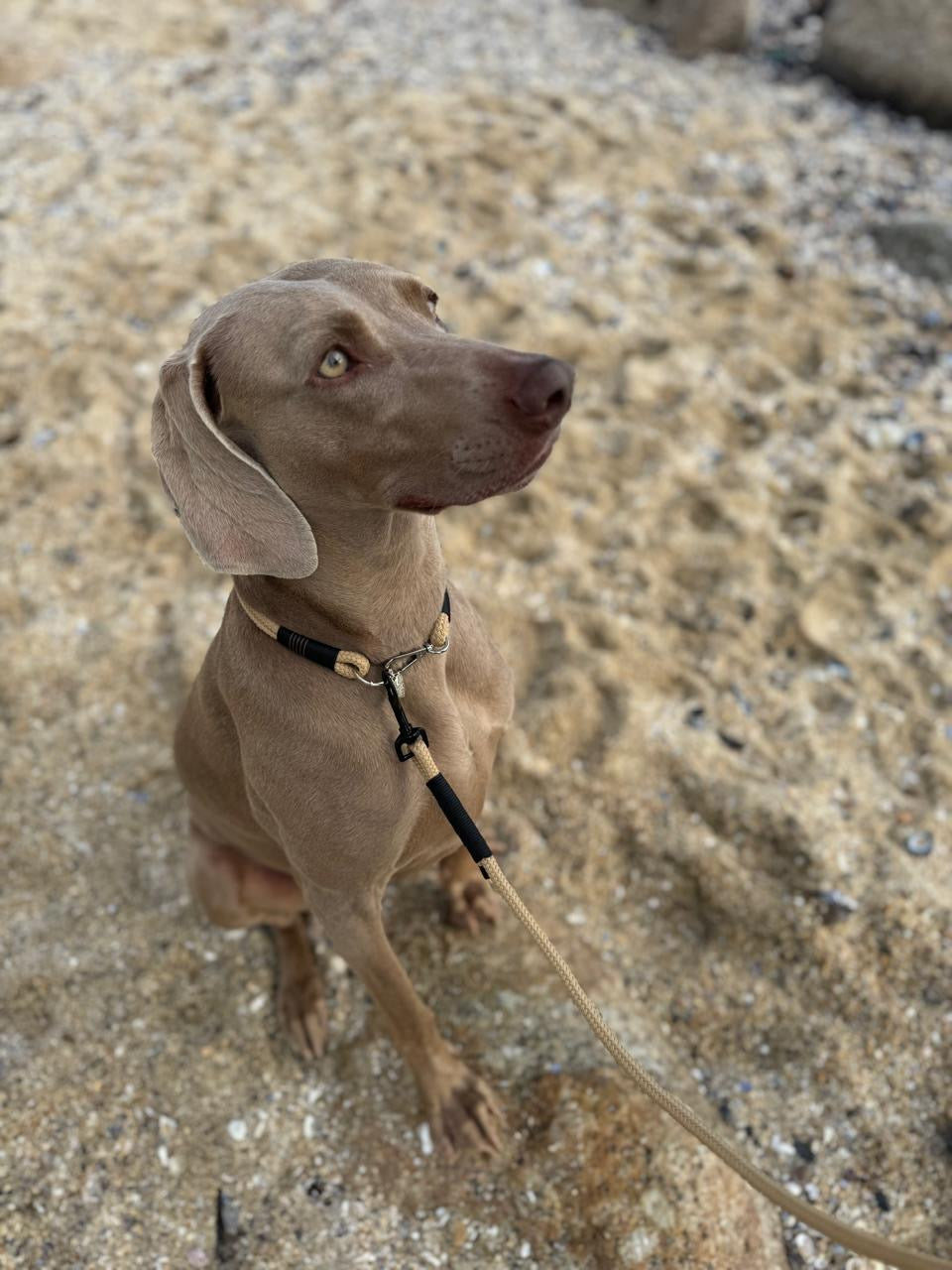 Moon Shadow Leash