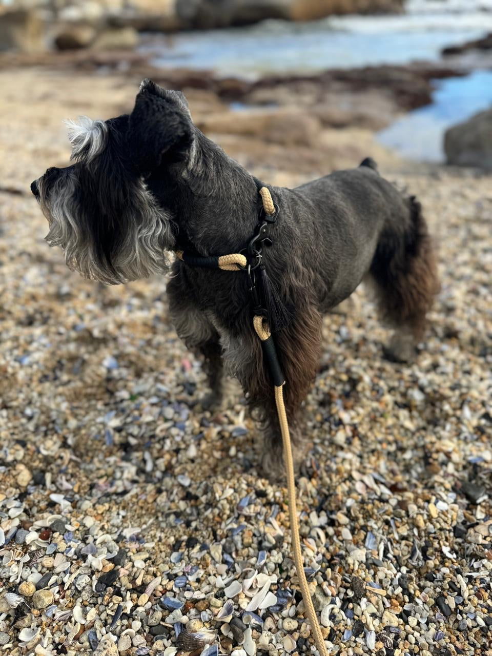Moon Shadow Leash