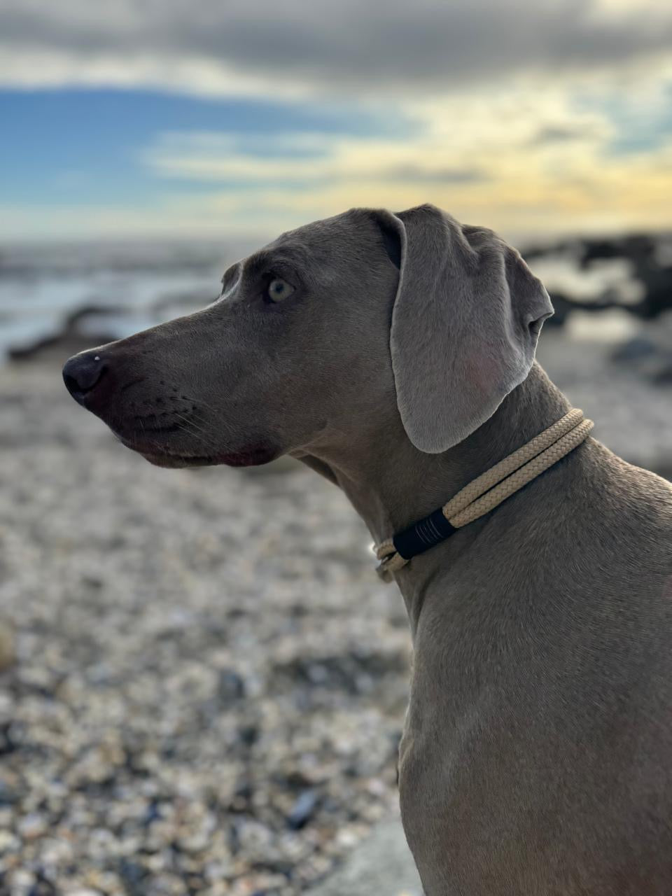 Moon Shadow Leash