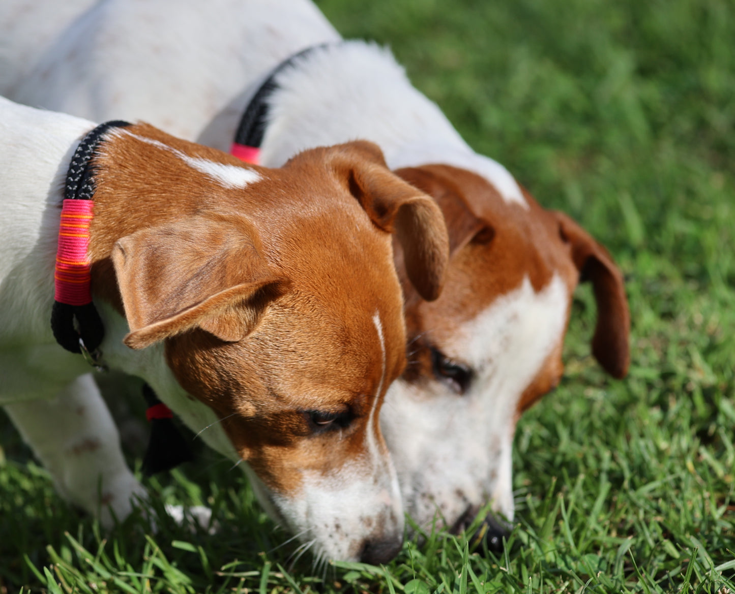 Sunset Tails Collar