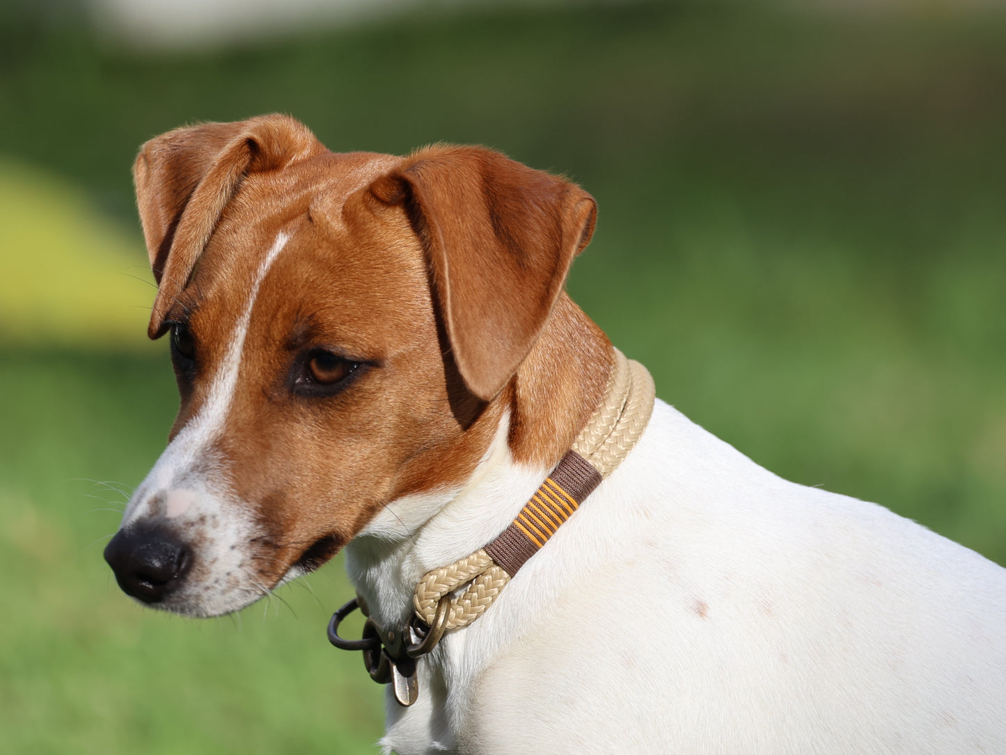 Sunflower & Choc Bliss Collar