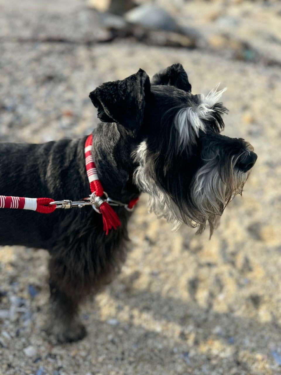 Red Candy Swirl Leash