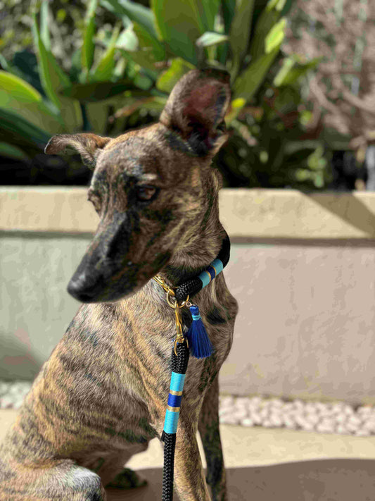Azure Majesty Leash