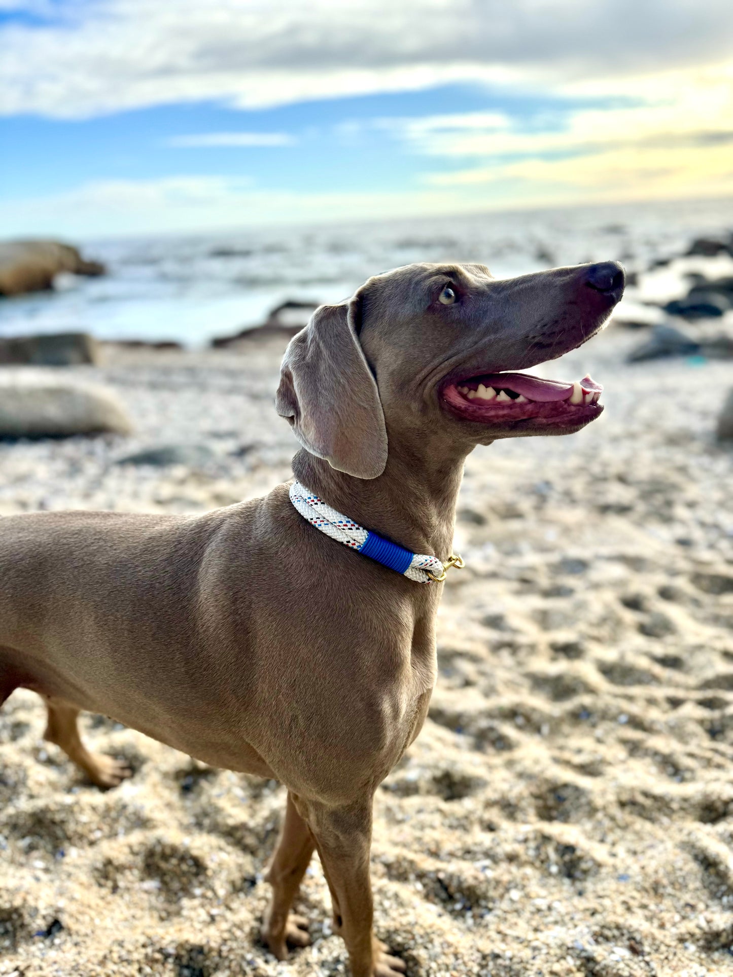 Polar Sky Flecked Leash