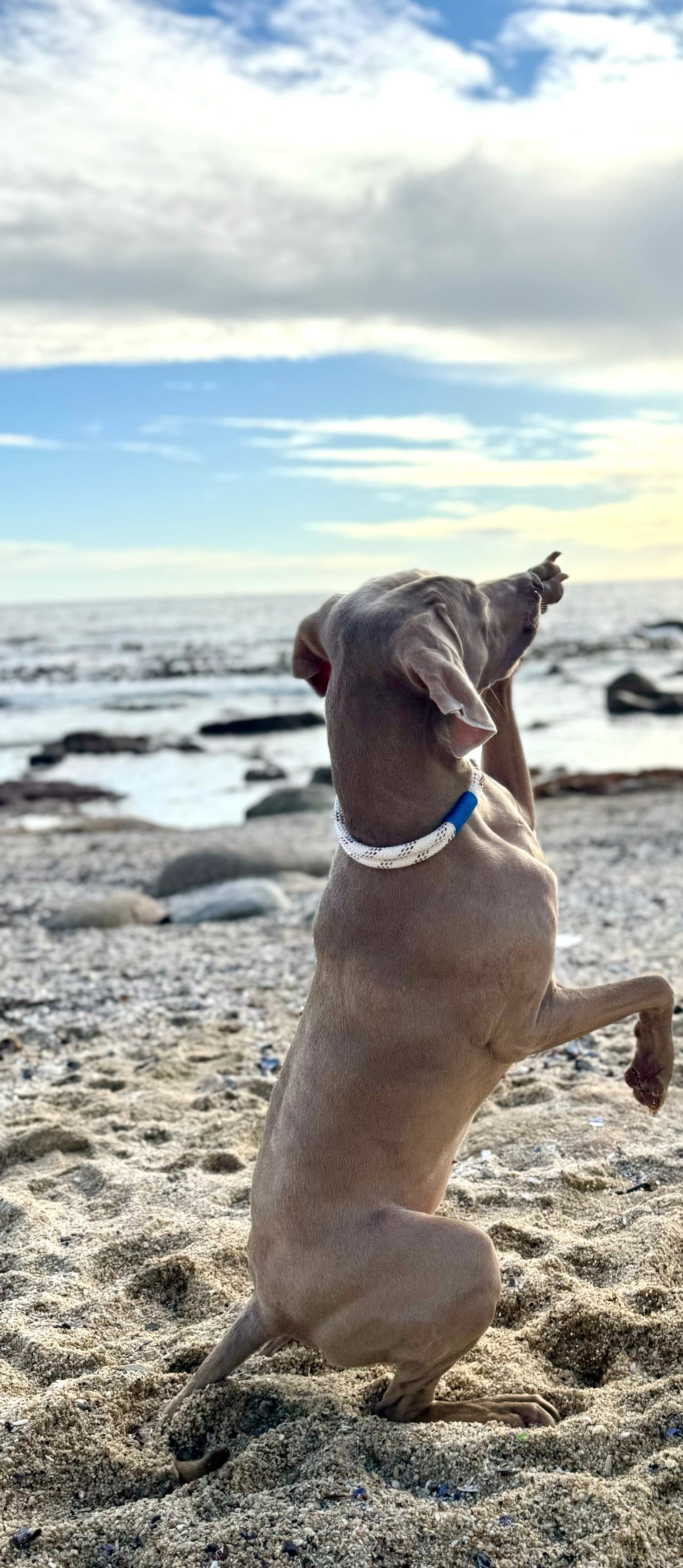 Polar Sky Flecked Collar